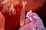 Periclimenes imperator