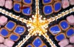 Starfish
