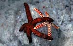 Starfish