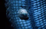 Thyca cristallina