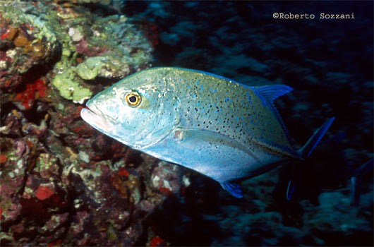 Caranx melampygus