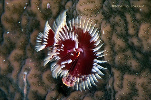 Spirobranchus giganteus