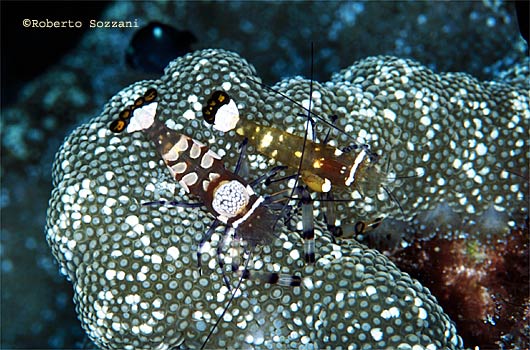 Periclimenes brevicarpalis