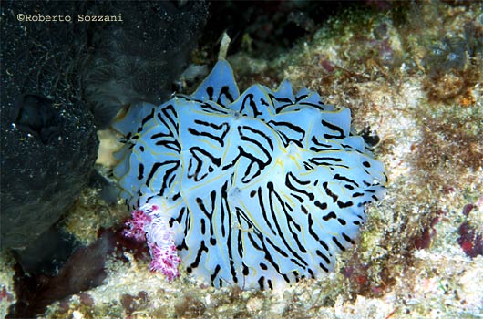 Halgerda willeyi