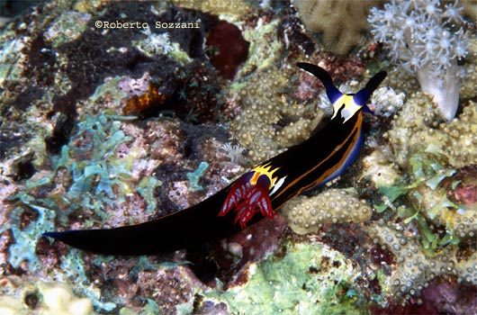 Nembrotha megalocera