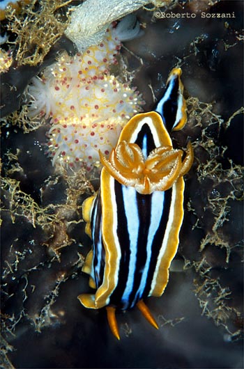 Chromodoris quadricolor