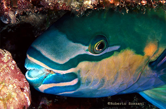 Scarus sordidus