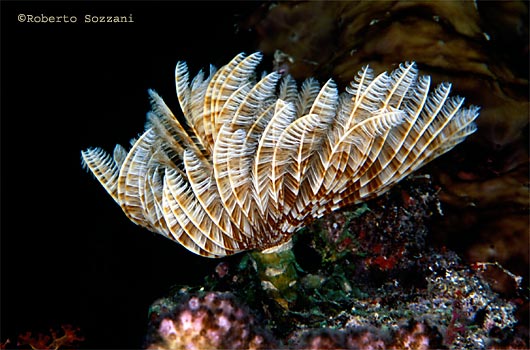 Sabellastarte indica