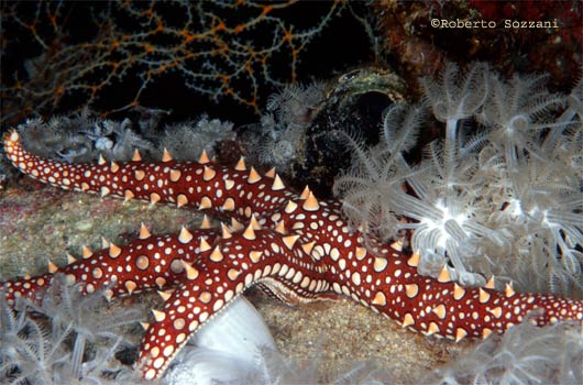 Gomophia egyptiaca