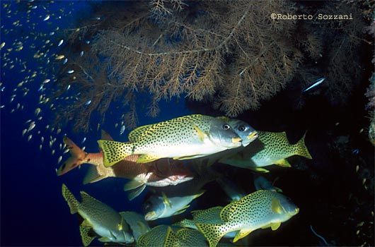 Plectorhinchus gaterinus