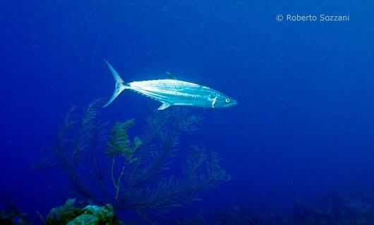 Scomberomorus cavalla