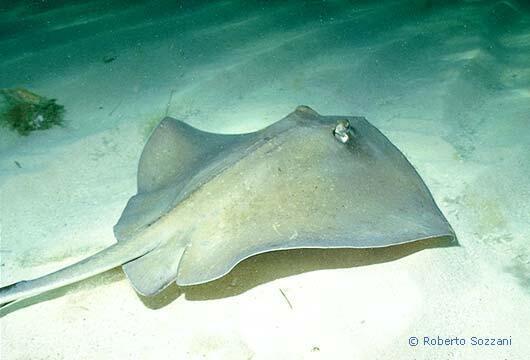Dasyatis americana