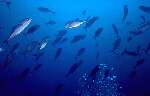 Bigeye Trevally