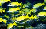 Bluestriped Snapper