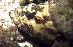 Bullhead Cod