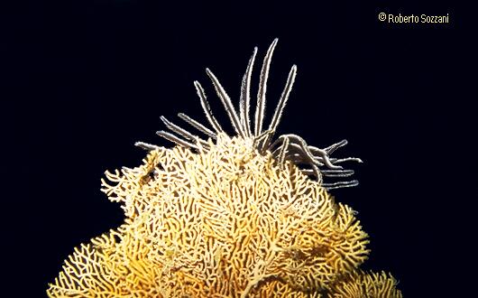 A Gorgonia with a Crinoid