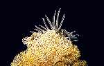 Crinoid