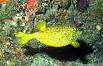 Cube Boxfish