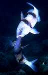 Doublebar Goatfish