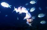 Doublebar Goatfish