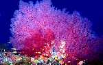 Gorgonia