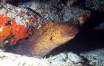 Yellow-edged Moray