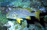Oriental Sweetlips