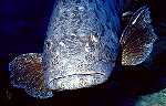 Potato Cod