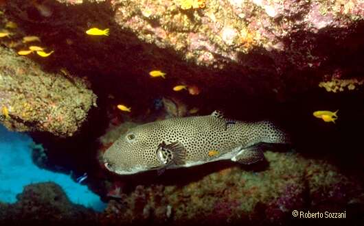 Arothron stellatus