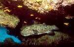 Giant Pufferfish