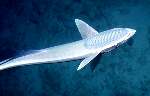White Remora