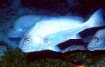 Silver Sweetlips