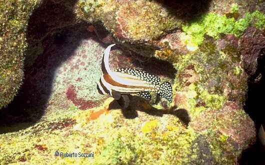 Equetus punctatus