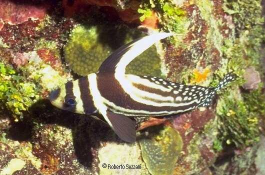 Equetus punctatus