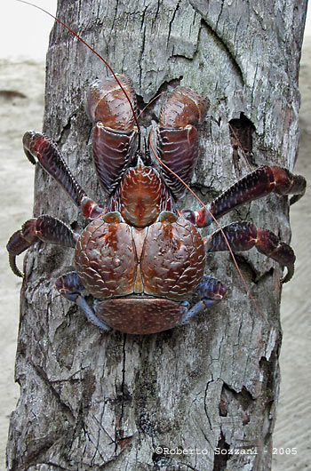 Walea Island - Un grosso granchio del cocco - A big coconut crab - Birgus latro