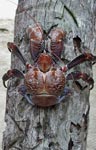 A big coconut crab