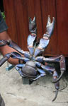 A big coconut crab