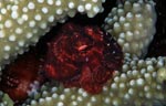 Small Octopus (30mm.)