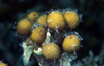 Sponge