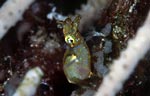 Small Squid (10mm.)