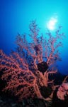 Underwater landscape