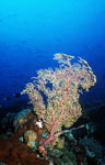 Underwater landscape