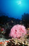 Underwater landscape