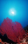 Underwater landscape